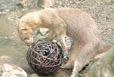 Imagem de destaque para Zoológico do Parque Estoril